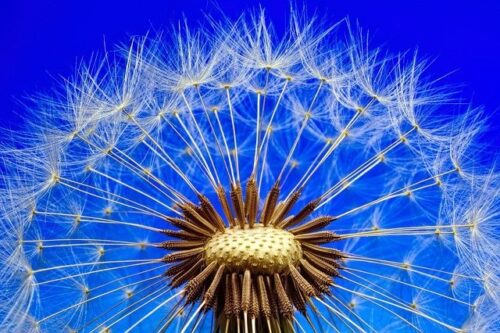 floating dandelion seeds